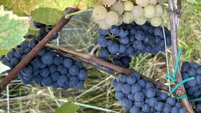 Winnica "Modrzew" dzwonić przed wizytą proszę